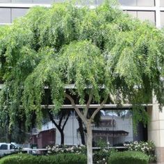 a large tree sitting in front of a tall building