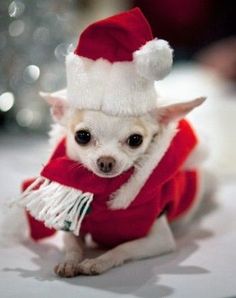 a small chihuahua dog wearing a santa hat and red sweater sitting on the floor in front of a christmas tree