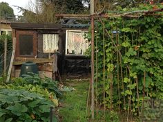 an overgrown garden with lots of green plants growing on the side of it and a shed in the background