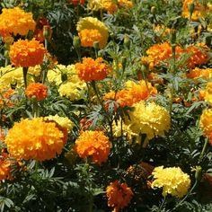 many orange and yellow flowers in a garden