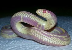 a pink and yellow snake is on a white surface with its head turned to the side