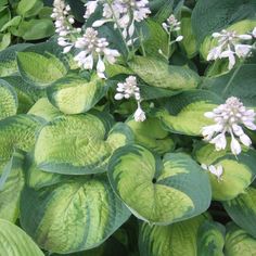 green leaves and white flowers in a garden