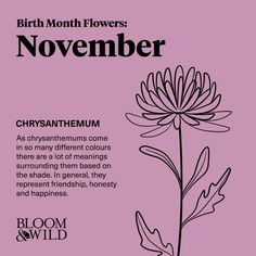 birth month flowers november chrysanthemum