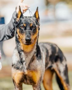 a dog is being held by a person