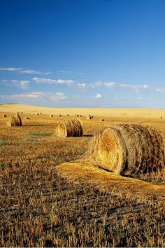 hay bales in an open field on a sunny day