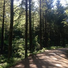 a dog walking down a dirt road in the woods