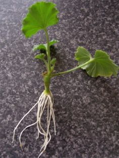 a plant with root and green leaves on the ground