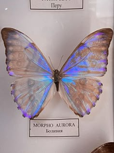 a butterfly with blue wings is on display