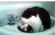 a black and white cat drinking water out of a sink faucet in a bathroom