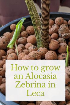 an alocasia plant in a pot with text overlay reading how to grow an alocasia zebra in leca