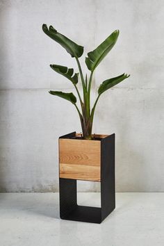 a plant in a wooden box on a table