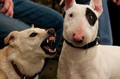 two dogs with their mouths open and one dog has its mouth open