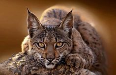 a close up of a cat on a rock