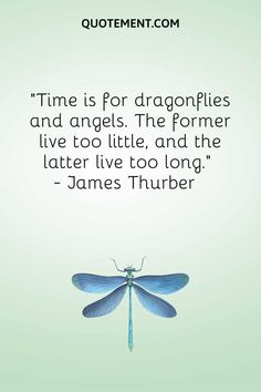 a quote from james thurber about time is for dragonflies and angels the former live too little, and the later live too long