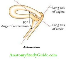 Uterus: Anatomy, Function, Size, Position & Conditions - Anatomy Study Guide Pediatric Dentistry