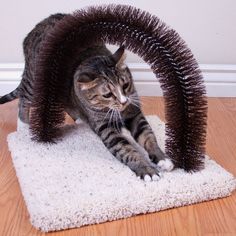 a cat is playing with a scratching toy on the floor in front of a wall