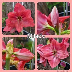 four pictures of pink flowers with the words milday