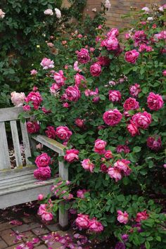 a wooden bench surrounded by pink flowers and greenery