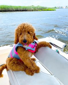 a brown dog sitting on top of a boat