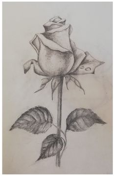 a pencil drawing of a rose with leaves