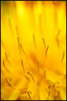 the center of a large yellow flower