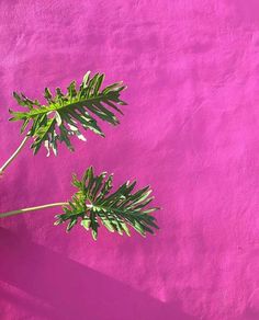 two green plants on a pink wall with long shadows from the sun shining through them