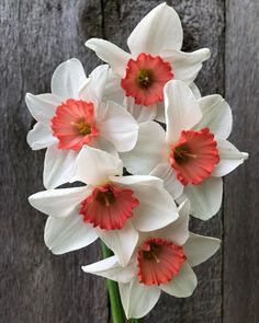 white and red flowers are in a vase