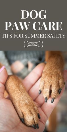 a person holding a dog paw in their hand with the words dog paw care tips for summer safety