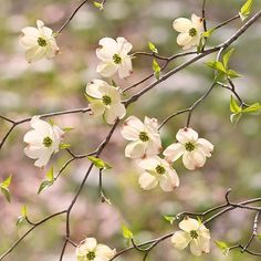 white flowers are blooming on a tree branch