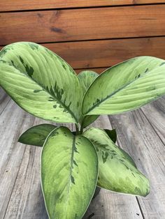 a close up of a plant on a wooden surface