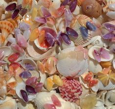 many different types of seashells are shown here in this image, including one shell