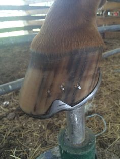 a horse's head sticking out of the top of a pole in a pen