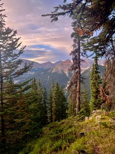 the sun is setting in the mountains with tall pine trees on each side and green grass below