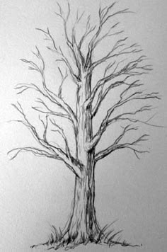 a drawing of a tree with no leaves