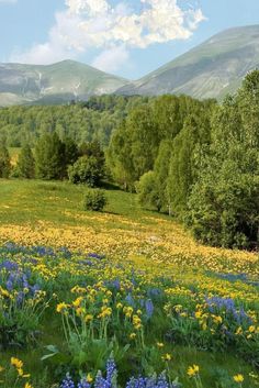 a field full of wildflowers and trees with mountains in the background