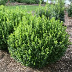 some very pretty green bushes in the grass