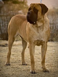 a large brown dog standing on top of a dry grass field