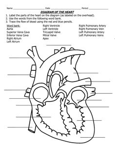 the human heart worksheet for students to learn and practice their anatomy skills, including labeling