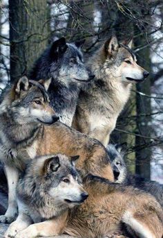 four wolfs are sitting together in the snow