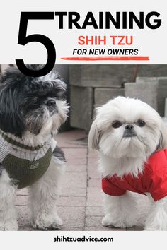 two small dogs wearing sweaters with the title 5 training shih tzu for new owners