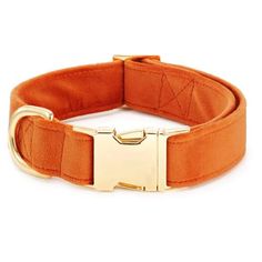 an orange dog collar with gold buckles on the front and bottom, in sued