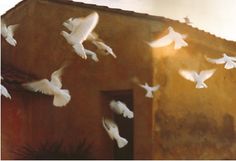 a flock of white birds flying over a building