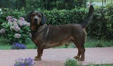 a brown and black dog standing on top of a brick floor next to purple flowers