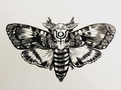 a black and white drawing of a moth