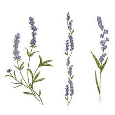 three different types of lavender flowers on a white background