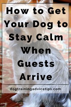 a white dog sitting on top of a rug next to a red carpet with the words how to get your dog to stay calm when guests arrive