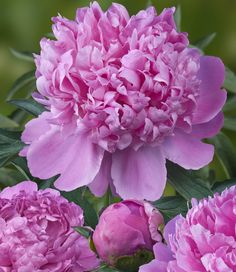 pink flowers are blooming in the garden