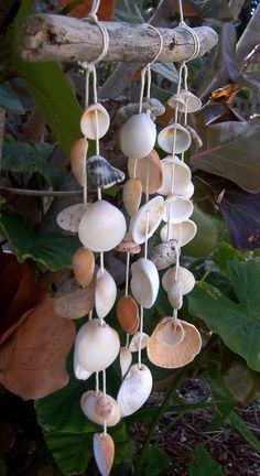 shells hanging from a tree branch in the woods