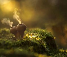 The Mystical World Of Mushrooms In 30 Amazing Photos. Puffball Mushroom, Ormanlık Alan, Glowing Mushrooms, Mystical World, Macro Photos, Nature Photographs, Macro Photography, In The Woods, Amazing Nature