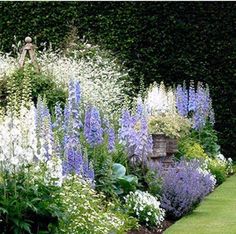 the garden is full of colorful flowers and plants, including blue and white lupines